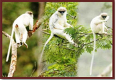 Sinharaja Rain Forest 1